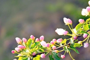 走进蔷薇亚科（探索蔷薇亚科代表植物的奇妙世界）