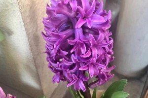 从水培到土培，如何正确种植风信子（掌握关键步骤，让风信子健康生长）