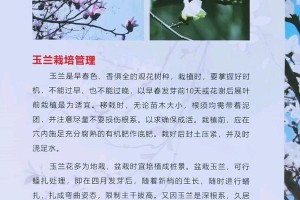 玉兰花叶子变黄的原因及处理方法（探究玉兰花叶子变黄的因素和有效的护理方法）