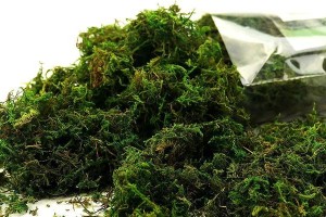 绿苔（探秘绿苔的生长环境与特点）