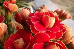 如何种植金狐狸长寿花（金狐狸长寿花的特点、养护技巧、繁殖方法等详解）