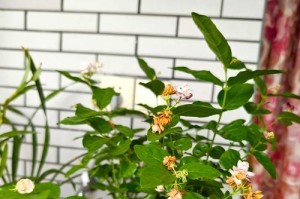 茉莉花剪枝技巧（打造茉莉花的优美姿态）