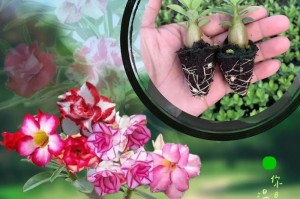 探秘沙漠玫瑰的开花周期（多久开一次花？解析沙漠玫瑰的生长规律）