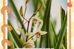 如何正确养护大叶兰花（打造美丽花园的必备技巧）