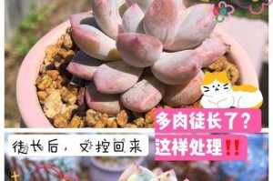 多肉奥普琳娜的徒长修剪指南（美丽多肉奥普琳娜，如何进行徒长修剪？）