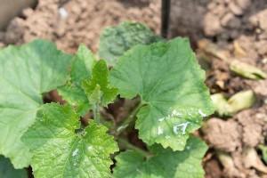 东瓜种植技巧（合理施肥，丰收好瓜）