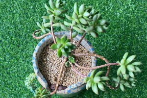 黄丽多肉断头的养殖技巧与注意事项（打造繁衍绿意的多肉秘籍）