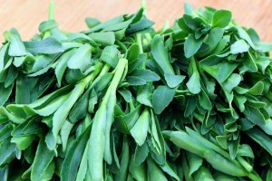 以费菜怎么养殖（从选种到收割，打造高产优质的费菜种植技术）