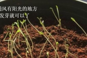 满天星种子的种植方法详解（从选择种子到种植管理，一步步教你种出美丽满天星）