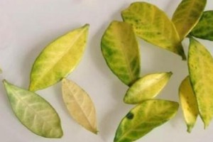 解决光棍花烂根的有效方法（摒弃不健康心态，开启幸福的相亲之路）