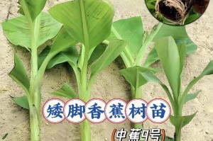 以芭蕉家庭种植技术——打造绿色室内天堂（绿化空间、提升生活质量的关键技术）