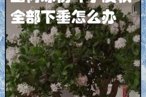 如何应对玉树叶子发黄的问题