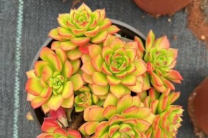 蒂亚多肉的养殖方法和注意事项（打造健康美丽的蒂亚多肉花园）