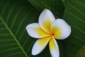 鸡蛋壳，另一种养花利器（从废弃物到肥料，打造自然环保花园）