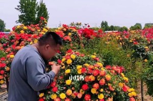 藤彩虹花期-欣赏自然的绝美景色（从春季到夏季，藤彩虹的花期将如何演绎？）