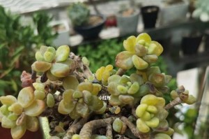 探秘水晶多肉的养殖技巧（从选种到施肥，让你的水晶多肉生长茁壮）