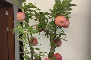家里种苹果树的好处（为什么在家里种苹果树是个好主意？）