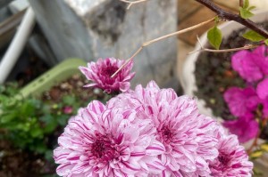 以孤挺花怎么栽培（从选种到养护，助你成功种植孤挺花）