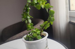 多肉植物养护秘籍——打造绿意盎然的多肉花园（养护技巧揭秘，让你成为多肉植物专家）