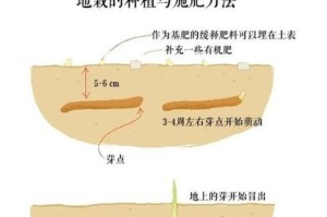 如何合理养护百合花期（百合花期的养护方法和注意事项）