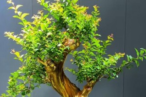 以紫薇怎么换盆（从根部修剪到新土培养，一步步教你如何更换紫薇盆栽）