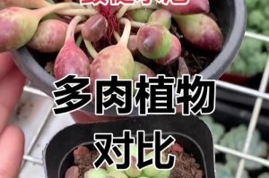 多肉杆子上爆的籽怎么办？（多肉植物长出的籽如何处理，如何保存？）