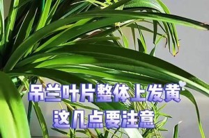 吊兰花叶子发黄怎么办？解决办法全攻略（吊兰叶子黄了怎么回事？如何救活吊兰？）