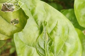 茉莉花花叶为何会有小洞（揭开茉莉花花叶小洞之谜）