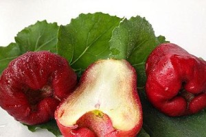 洋蒲桃的营养价值与食用方法（探究洋蒲桃的营养成分及不同的食用方法）