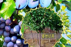 如何成功培育三角梅花（从种子到绽放，一步步教你培育美丽的三角梅花）