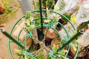 仙人球嫁接的技巧与方法（打造多样化的仙人球品种，悦目盛放）