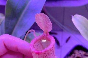 北方猪笼草的养殖方法与技巧（掌握北方猪笼草的养护要点，打造独特的肉食植物园）