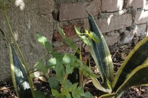 如何促使虎皮兰小苗生长健壮（解决虎皮兰小苗不长的有效方法）
