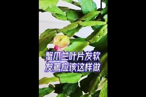 蟹甲兰叶子怎么干了（从收割到晾干，打造完美的蟹甲兰叶）