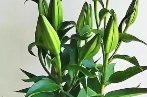 不带根的百合的养殖技巧（打造美丽花坛的秘密武器）