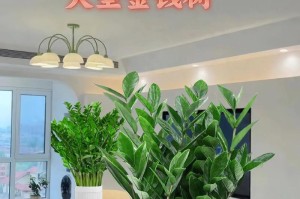 金钱树如何茂盛生长（关键技巧和关注重点）