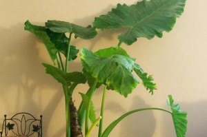 打造茂盛的室内花卉天堂（让家中花朵绽放生机的10个小技巧）