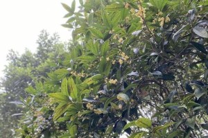 为什么桂花只开花一次？（为什么桂花只开花一次？）
