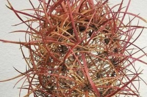 仙人掌绒刺处理方法（快速、安全、有效的去除仙人掌绒刺的技巧与建议）