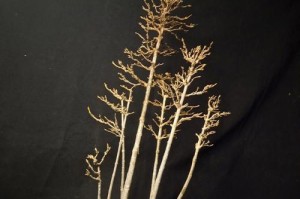 打造精致丛林式盆景的秘诀（揭示丛林式盆景制作的关键步骤及注意事项）
