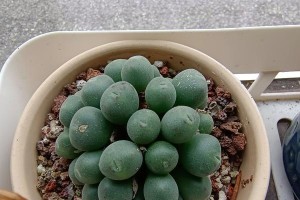 肉锥的养护技巧（让肉锥长得肥肥大大的秘诀）