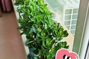 长寿花的浇水方法（为您揭秘长寿花的正确浇水技巧）