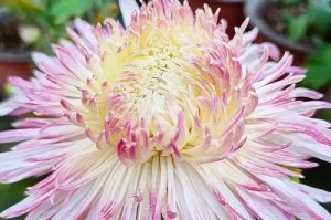 菊花在冬天的生长与照顾（探讨冬季菊花栽种及养护的技巧）