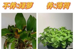 家里不能养绿萝的原因（探究绿萝的生长特点及危害）