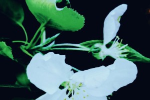 梨花盛开的季节（探寻梨花盛开的时间和文化背景）