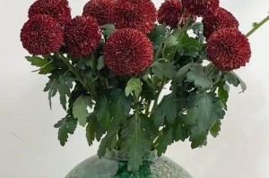 如何养护乒乓菊开出大花（乒乓菊养护技巧及注意事项）
