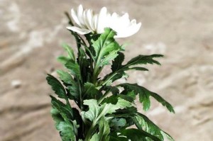 如何保存鲜切菊花更长时间（科学储存方法让鲜切菊花保鲜更久）