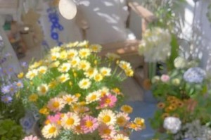 玛格丽特菊花的养护方法（从浇水到施肥，教你如何让玛格丽特菊花更健康）