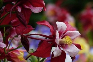漏斗菜花冬季养护指南（漏斗菜花冬天如何保养，让其健康绽放）