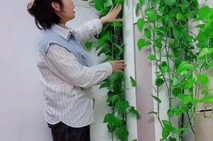 绿萝如何保持特别长？（绿萝养护小技巧，让你的绿萝成长更加强壮！）